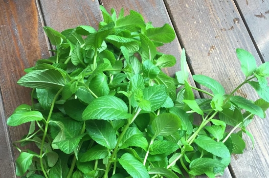 薄荷茶的功效與作用，喝薄荷茶有什么好處？