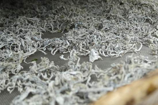 麗江雪茶的功效與作用，白雪茶有什么功效和作用