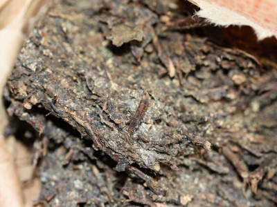 長期飲用黑茶的副作用，黑茶的功效與作用