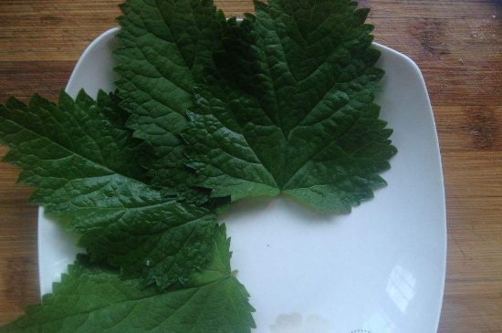 薄荷茶的功效與作用，喝薄荷茶有什么好處？