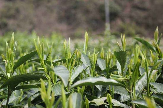 喝黃金茶禁忌，什么人不能喝黃金芽茶？