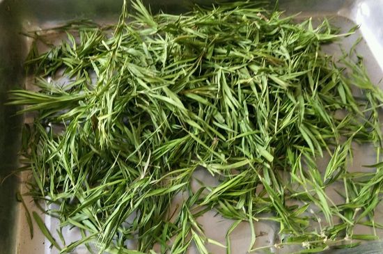 哪類人不適合喝石竹茶，石竹茶的功效與禁忌