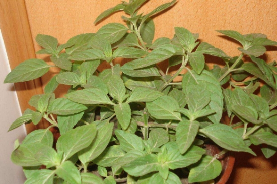 薄荷茶的功效與作用，喝薄荷茶有什么好處？