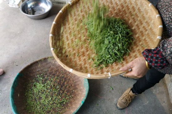 炒青茶為什么便宜，炒青綠茶好喝嗎？