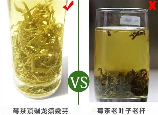 張家界茅巖莓茶與藤茶是同一種茶嗎，藤茶跟莓茶一不一樣？