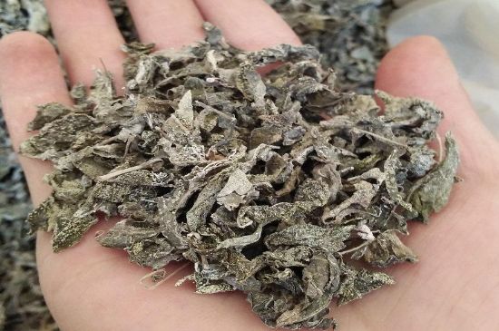 張家界莓茶真假對比，野生莓茶的鑒別方法