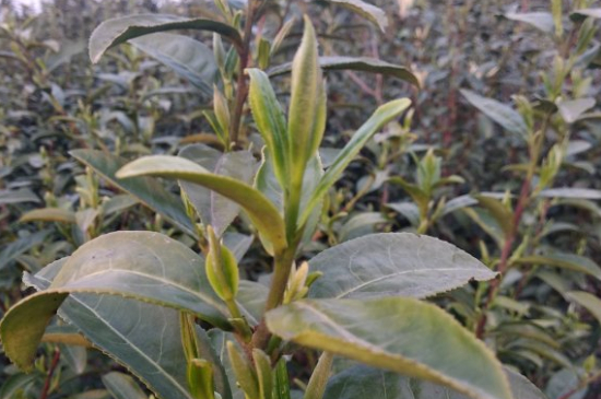 家庭如何保存碧螺春茶葉，蘇州洞庭碧螺春綠茶怎么保存？