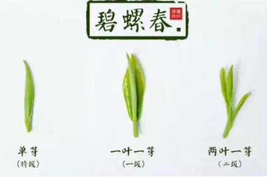 真假碧螺春泡水后區(qū)別，蘇州洞庭碧螺春怎樣鑒別好壞？