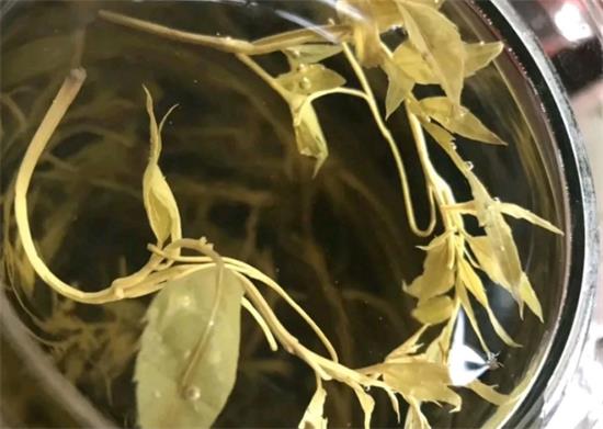 張家界茅巖莓茶與藤茶是同一種茶嗎，藤茶跟莓茶一不一樣？