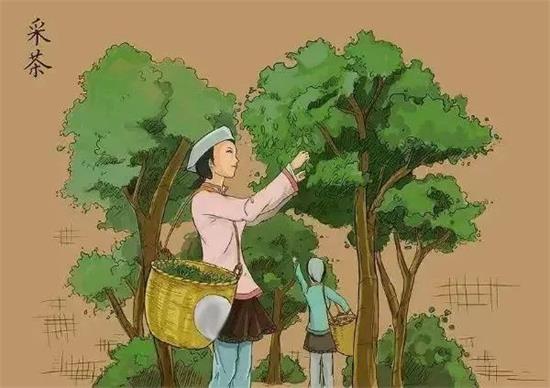 制茶八步驟，制茶工藝流程圖