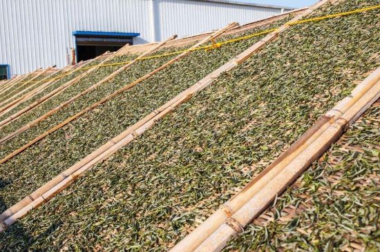 武夷巖茶的初制、精制加工工藝詳細講解