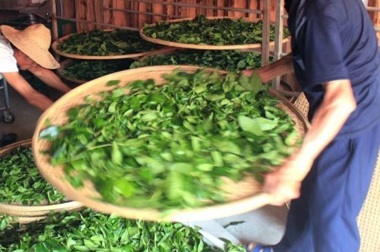武夷巖茶的初制、精制加工工藝詳細講解