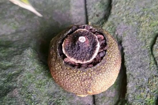 家庭自制柑普茶方法，小青柑制作9個(gè)步驟竅門（圖片）