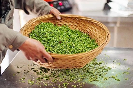 武夷巖茶的初制、精制加工工藝詳細講解