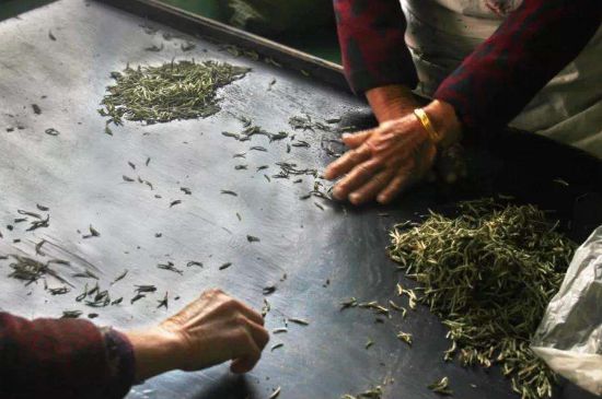 武夷巖茶的初制、精制加工工藝詳細講解