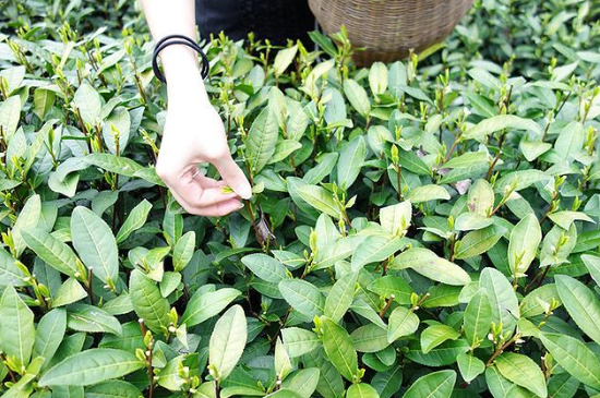 采茶的方法與步驟，如何正確采摘茶葉？