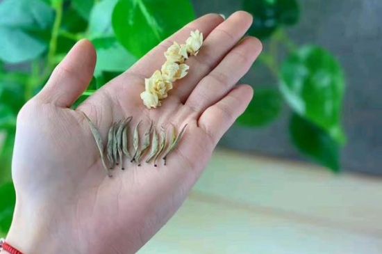 茉莉銀針口感，茉莉銀針是什么味道？