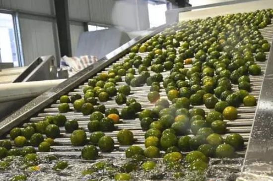 家庭自制柑普茶方法，小青柑制作9個(gè)步驟竅門（圖片）