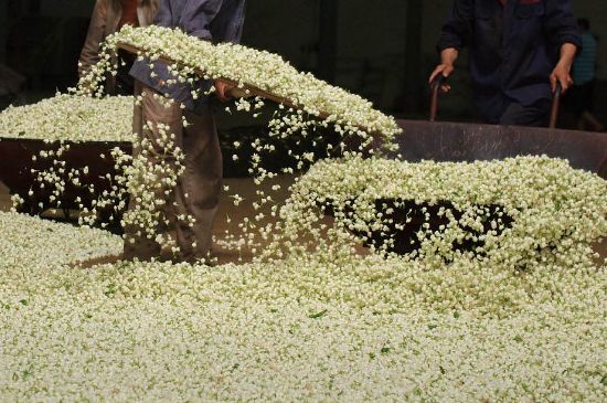 茉莉龍珠怎么做的，茉莉龍珠的制作工藝