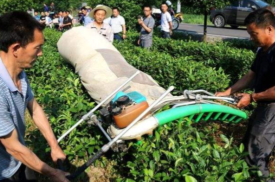 采茶的方法與步驟，如何正確采摘茶葉？