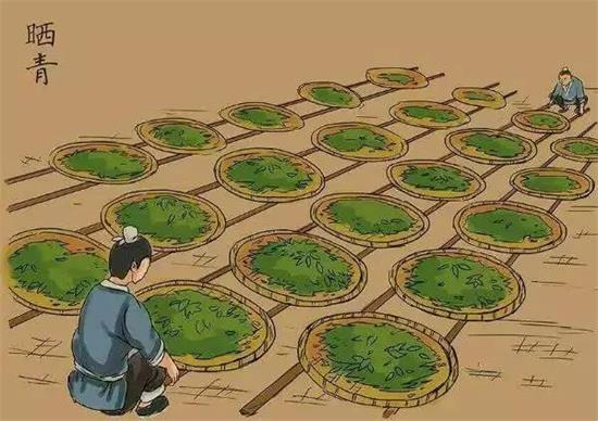 制茶八步驟，制茶工藝流程圖