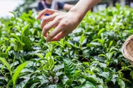 綠茶加工工藝流程圖，綠茶的加工制作包含哪幾個步驟？