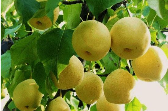 一把真正的本山綠泥壺最低多少錢，什么價格能買到本山綠泥紫砂壺？