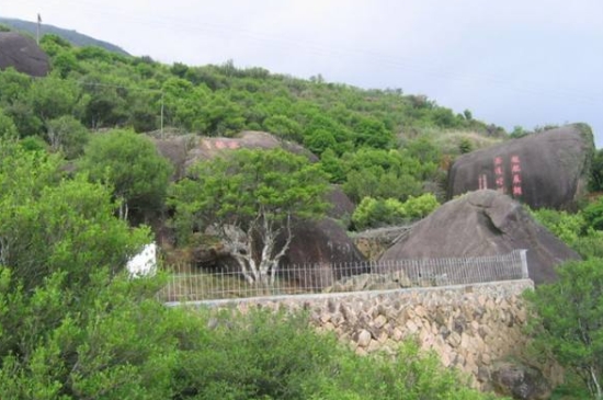 宋種一號價值為什么高，鳳凰單樅宋種1號價格與產(chǎn)量多少？