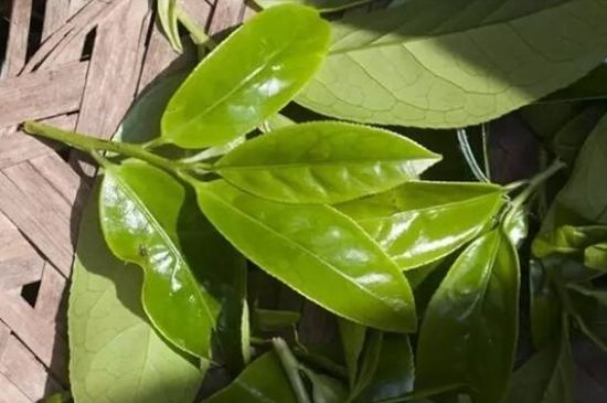 鴨屎香茶哪些人不能飲，什么人不能喝鴨屎香