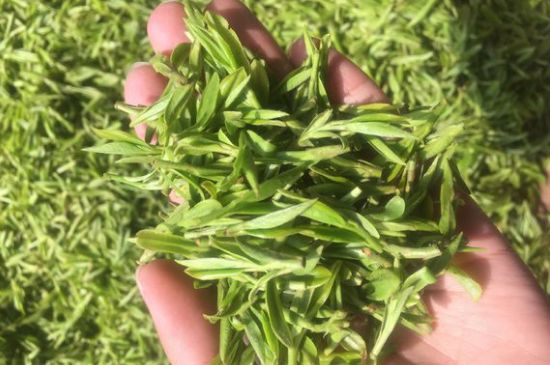 龍井好喝還是毛尖好喝，綠茶是龍井好還是毛尖好？