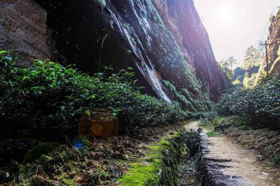 肉桂茶和大紅袍哪個(gè)貴，武夷山肉桂與大紅袍的價(jià)格比較