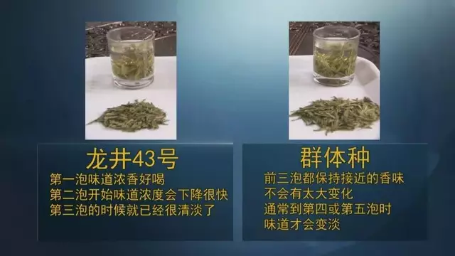 龍井群體種和43號的區(qū)別圖片，龍井43和群體種哪個好喝？
