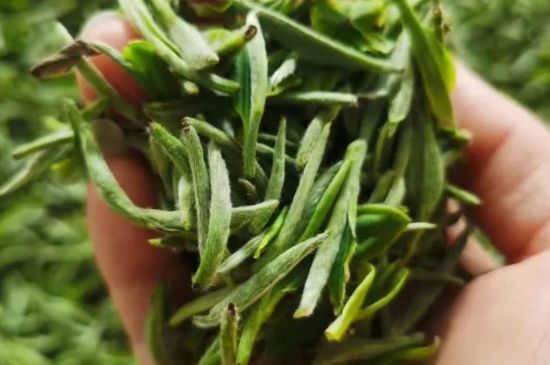 金壇雀舌算不算好茶，金壇雀舌屬于什么檔次茶葉？