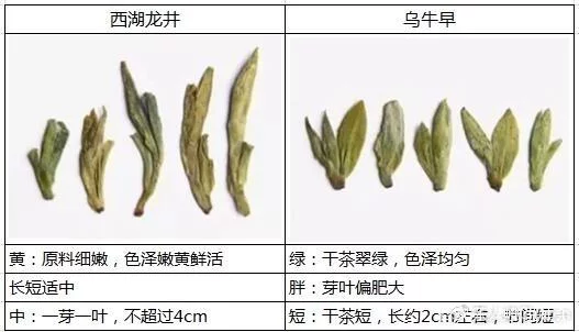 烏牛早和龍井的區(qū)別圖片，龍井43號(hào)和烏牛早茶的對(duì)比