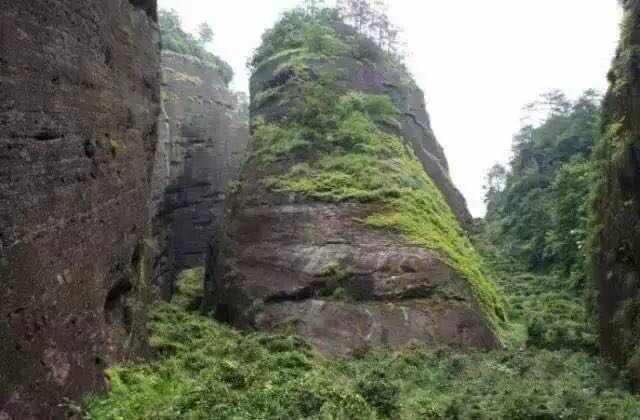 武夷山為什么盛產(chǎn)茶葉，武夷山茶為什么好喝？