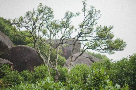 宋種一號價值為什么高，鳳凰單樅宋種1號價格與產(chǎn)量多少？