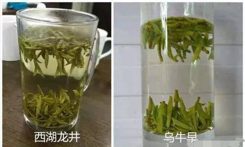 烏牛早和龍井的區(qū)別圖片，龍井43號(hào)和烏牛早茶的對(duì)比