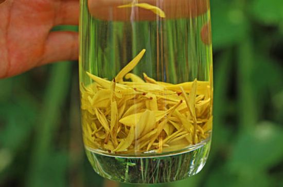 茶中奇葩黃金芽，安吉白茶中黃金芽的特點(diǎn)