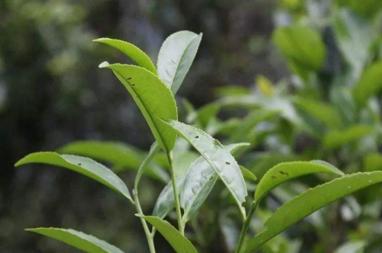 單叢茶十大香型以及常見品種大全，潮安鳳凰單樅十大名香歸類