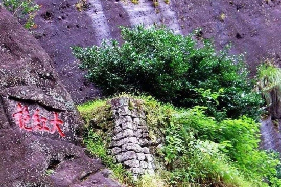 宋種一號價值為什么高，鳳凰單樅宋種1號價格與產(chǎn)量多少？