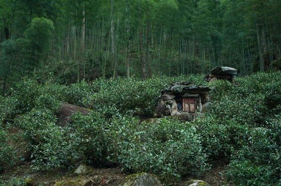 300塊錢的金駿眉能喝嗎，兩三百多金駿眉和一千多區(qū)別