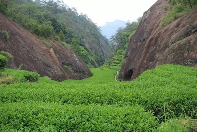 武夷山為什么盛產(chǎn)茶葉，武夷山茶為什么好喝？