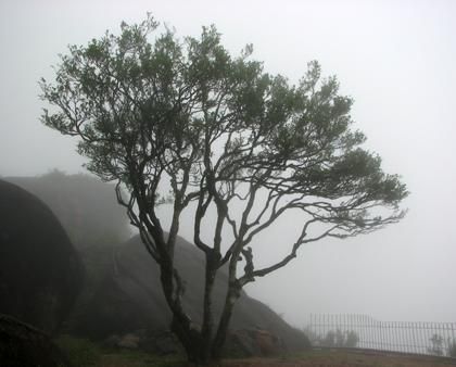 宋種一號價值為什么高，鳳凰單樅宋種1號價格與產(chǎn)量多少？