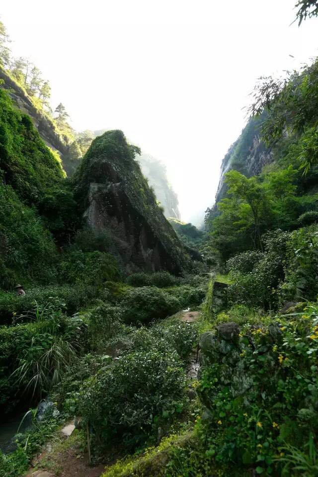 武夷山為什么盛產(chǎn)茶葉，武夷山茶為什么好喝？