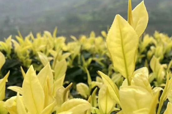 茶中奇葩黃金芽，安吉白茶中黃金芽的特點(diǎn)