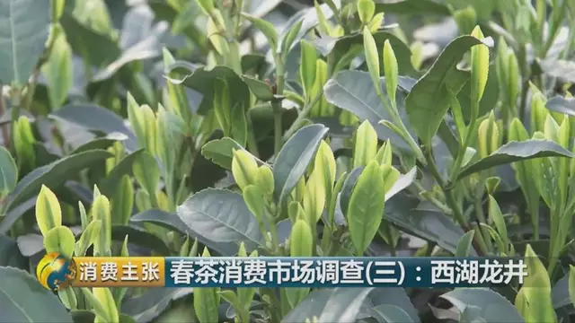 龍井群體種和43號的區(qū)別圖片，龍井43和群體種哪個好喝？