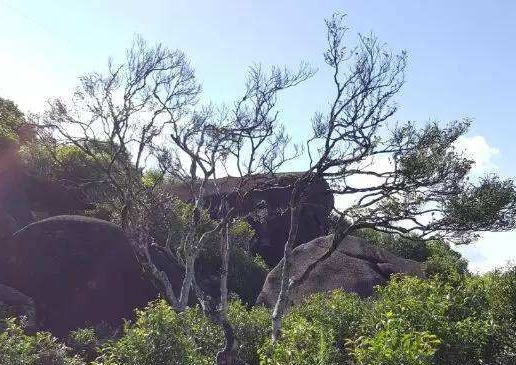 宋種一號價值為什么高，鳳凰單樅宋種1號價格與產(chǎn)量多少？