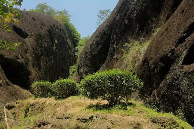 武夷山為什么盛產(chǎn)茶葉，武夷山茶為什么好喝？
