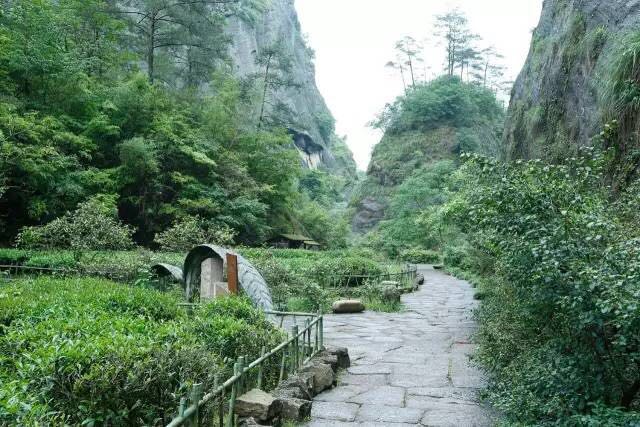 武夷山為什么盛產(chǎn)茶葉，武夷山茶為什么好喝？