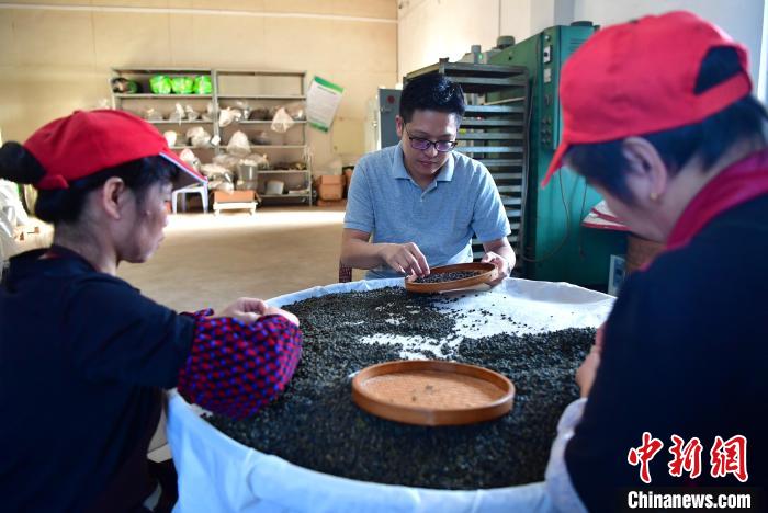 圖為張元豪在生產(chǎn)車間內(nèi)與工人一起查看茶葉品質(zhì)?！埍?攝
